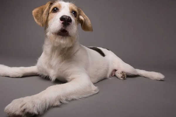 狗狗的感官,嗅觉是狗狗最灵敏的感官