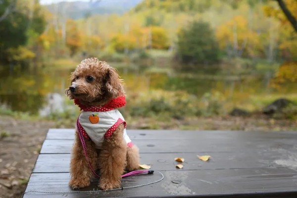 狗狗的感官,嗅觉是狗狗最灵敏的感官