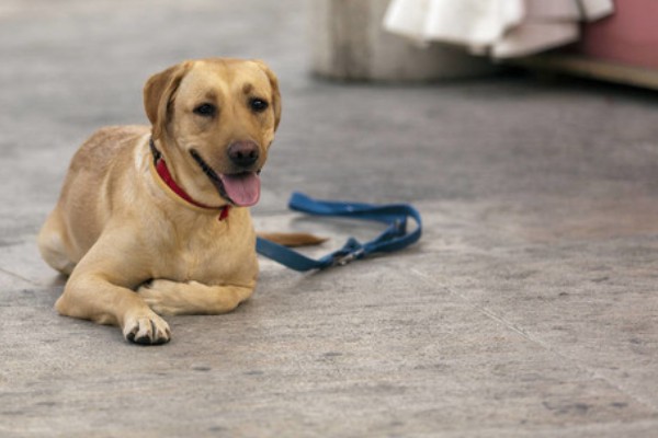 狗狗的感官,嗅觉是狗狗最灵敏的感官