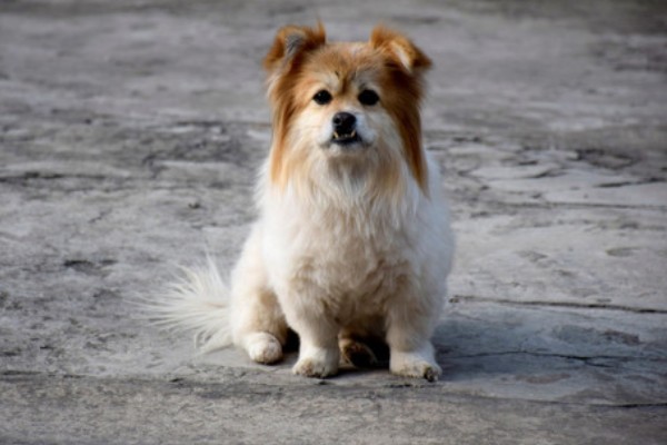 狗狗的感官,嗅觉是狗狗最灵敏的感官