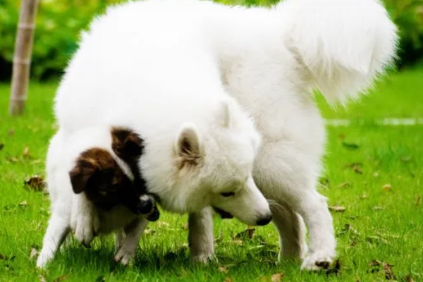 狗狗的感官,嗅觉是狗狗最灵敏的感官