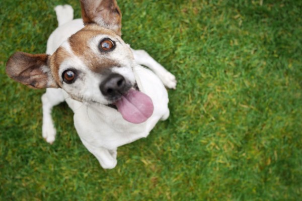 狗狗的感官,嗅觉是狗狗最灵敏的感官