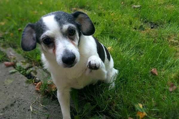 狗狗的感官,嗅觉是狗狗最灵敏的感官