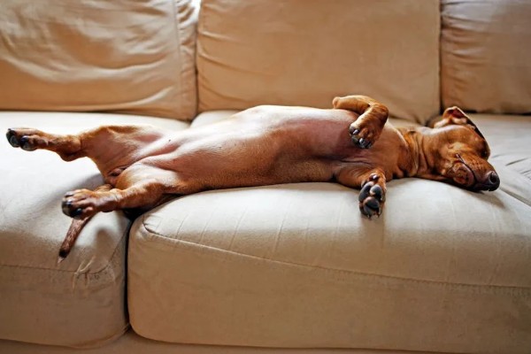 狗狗的感官,嗅觉是狗狗最灵敏的感官