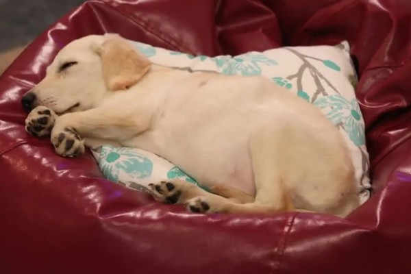 狗狗的感官,嗅觉是狗狗最灵敏的感官