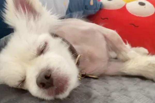 狗狗的感官,嗅觉是狗狗最灵敏的感官