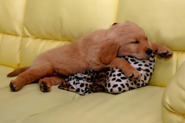 狗狗的感官,嗅觉是狗狗最灵敏的感官