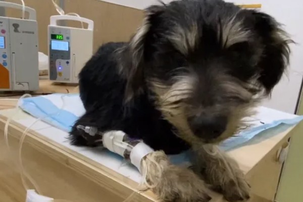 狗狗的感官,嗅觉是狗狗最灵敏的感官