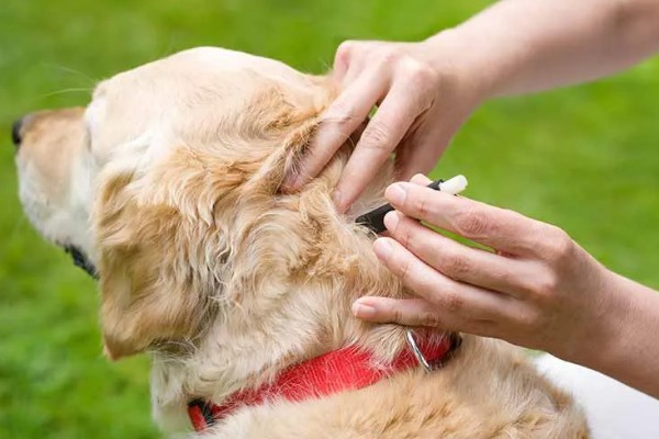 狗狗的感官,嗅觉是狗狗最灵敏的感官