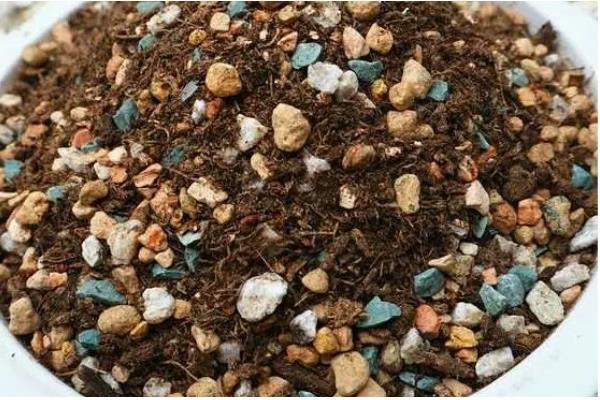 火祭怎么养殖会变红，适合种植在光照充足的环境下