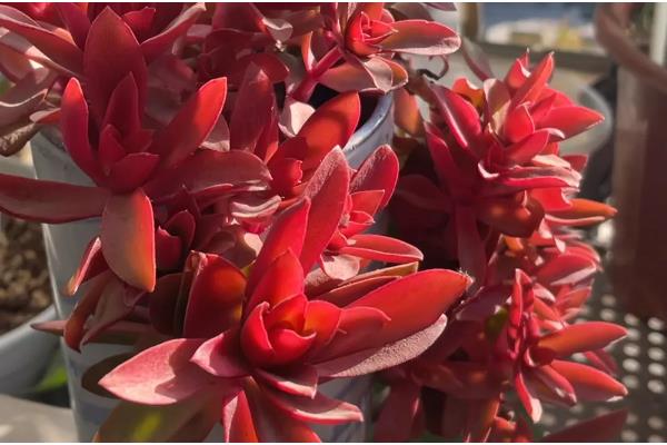 火祭怎么养殖会变红，适合种植在光照充足的环境下