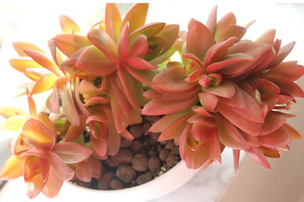 火祭怎么养殖会变红，适合种植在光照充足的环境下