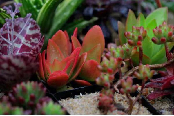 火祭怎么养殖会变红，适合种植在光照充足的环境下
