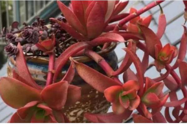 火祭怎么养殖会变红，适合种植在光照充足的环境下