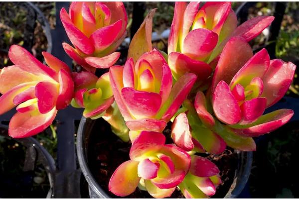 火祭怎么养殖会变红，适合种植在光照充足的环境下