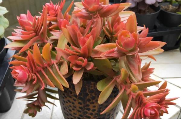 火祭怎么养殖会变红，适合种植在光照充足的环境下