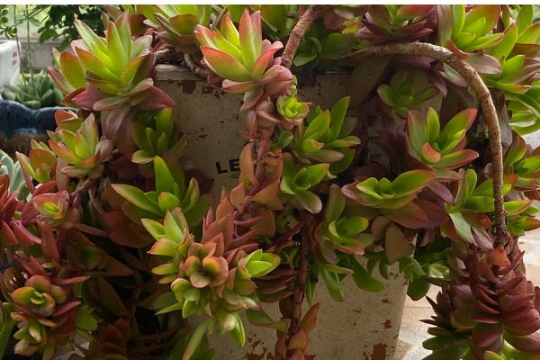 火祭怎么养殖会变红，适合种植在光照充足的环境下