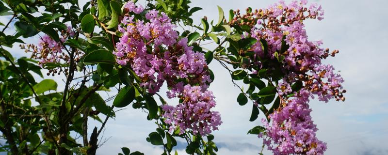 晋城市的市花和市树，是紫薇花和雪松