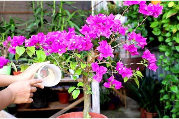 三角梅如何过冬，重要的是控制好室内的温度