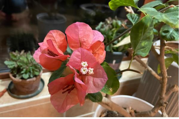 三角梅如何过冬，重要的是控制好室内的温度