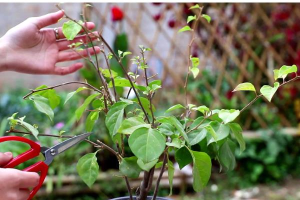 三角梅如何过冬，重要的是控制好室内的温度