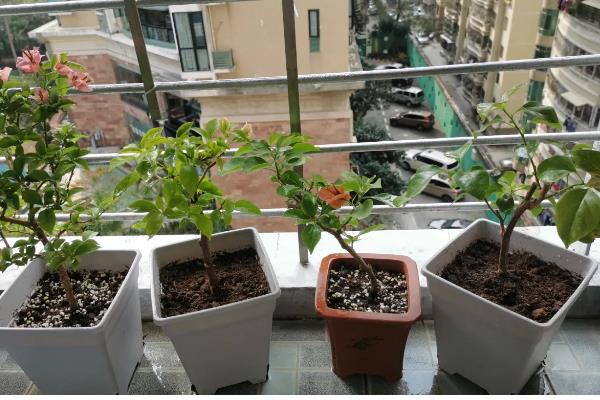 三角梅如何过冬，重要的是控制好室内的温度