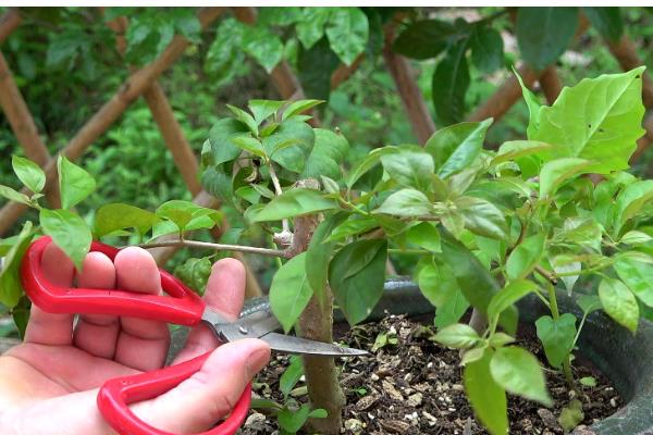 三角梅如何过冬，重要的是控制好室内的温度