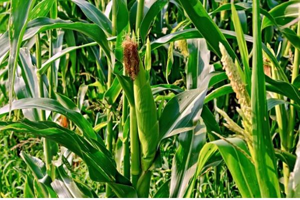 玉米立秋抽穗能成熟吗，立秋抽穗能成熟