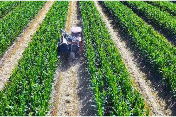 玉米立秋抽穗能成熟吗，立秋抽穗能成熟