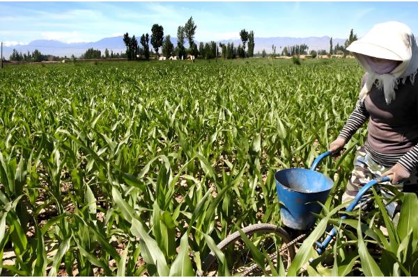 玉米立秋抽穗能成熟吗，立秋抽穗能成熟