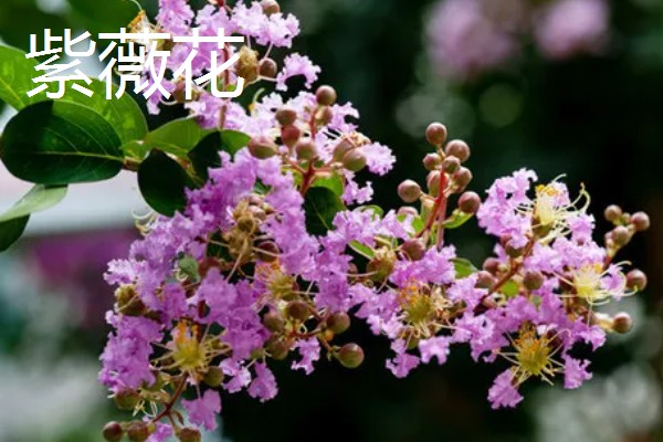 晋城市的市花和市树,是紫薇花和雪松