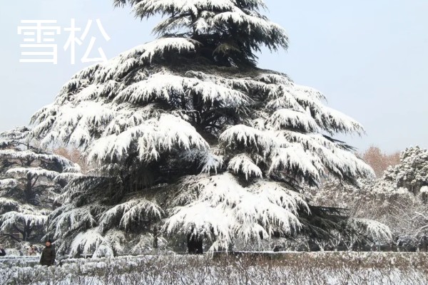 晋城市的市花和市树,是紫薇花和雪松