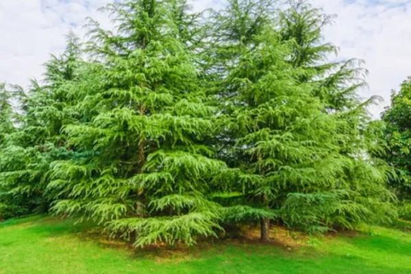 晋城市的市花和市树,是紫薇花和雪松