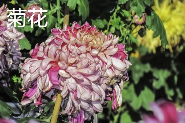 晋城市的市花和市树,是紫薇花和雪松