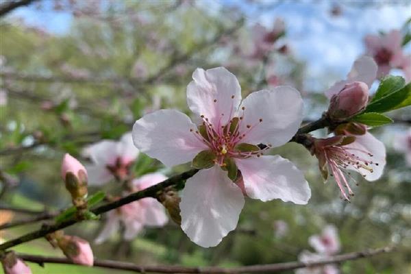 桃花的开放时间，在每年的3月份开花