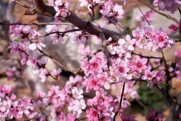 桃花的开放时间，在每年的3月份开花