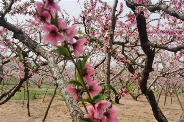 桃花的开放时间，在每年的3月份开花