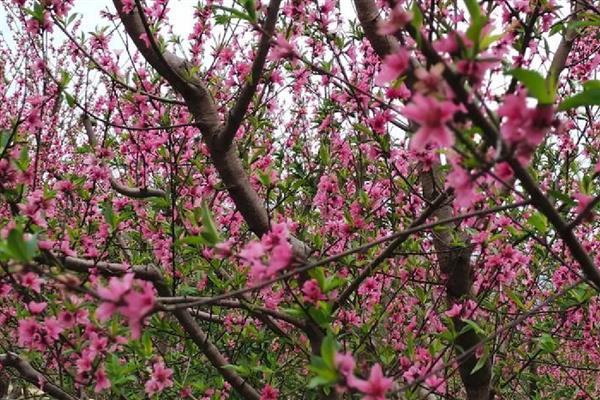 桃花的开放时间，在每年的3月份开花