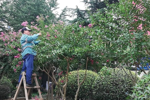 晋城市的市花和市树,是紫薇花和雪松