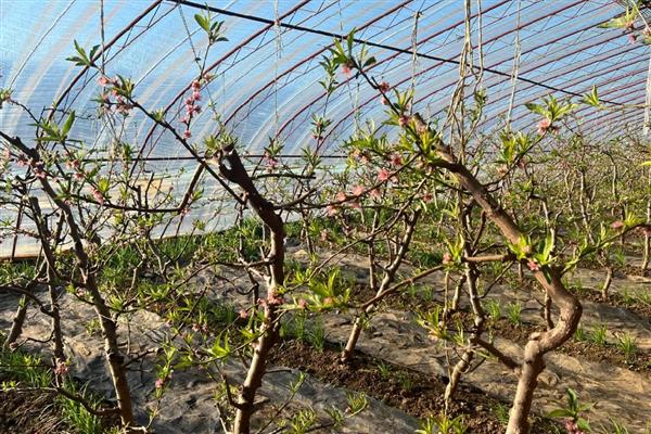 桃花的开放时间，在每年的3月份开花