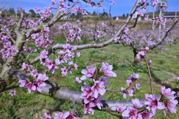 桃花的开放时间，在每年的3月份开花