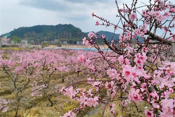 桃花的开放时间，在每年的3月份开花