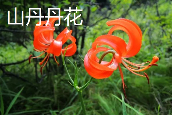 晋城市的市花和市树,是紫薇花和雪松