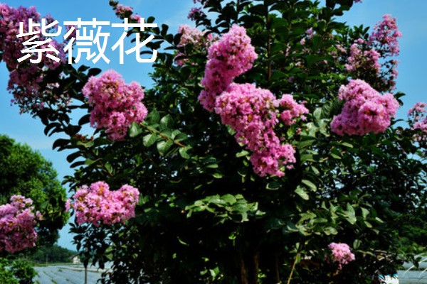 晋城市的市花和市树,是紫薇花和雪松