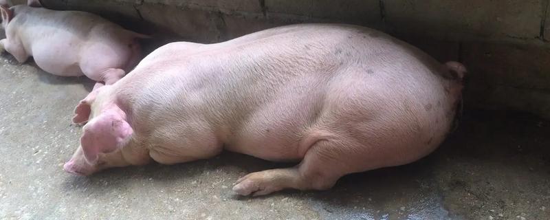 猪拉稀用哪种药，选择止泻药