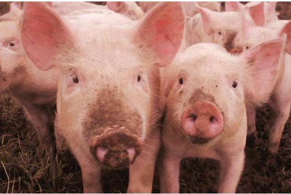 猪拉稀用哪种药，选择止泻药