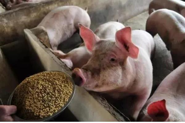 猪拉稀用哪种药，选择止泻药