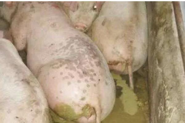 猪拉稀用哪种药，选择止泻药