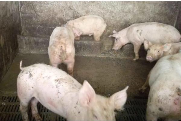 猪拉稀用哪种药，选择止泻药