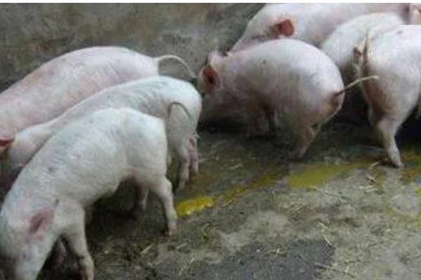 猪拉稀用哪种药，选择止泻药